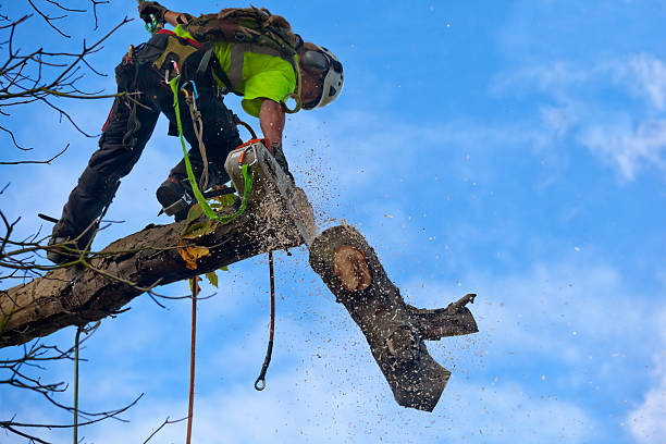 Reliable East Rochester, NY Tree Services Solutions